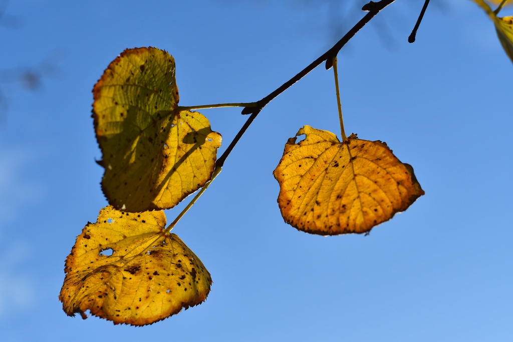 2019-10-12 Wrocław/DSC_2717.JPG